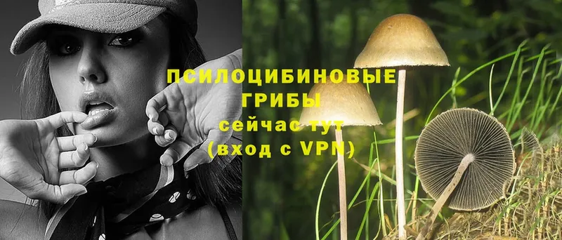 hydra вход  Галич  Галлюциногенные грибы Psilocybe 